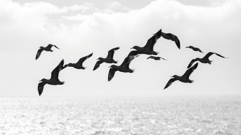 coastal black and white birds
