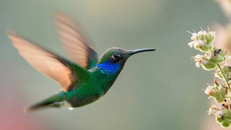 best hummingbird macro camera