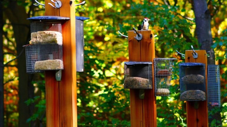 top woodpecker suet cages