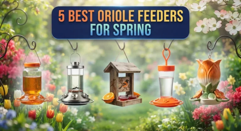 5 Best Oriole Feeders for Spring: Top Picks to Attract Baltimore Orioles